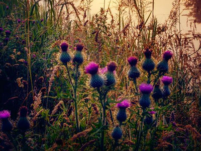татарник полезные свойства татарник полезные свойства