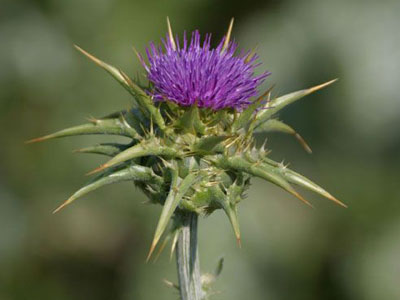 татарник татарник