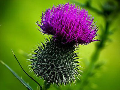 татарник противопоказания татарник противопоказания