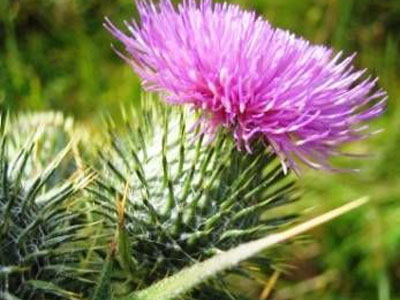 что лечит татарник что лечит татарник