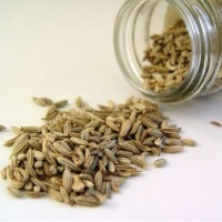 применение фенхеля