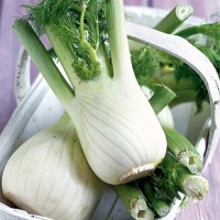 свойства фенхеля