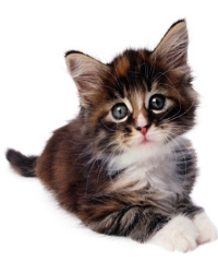 удивительные факты кошки удивительные факты кошки