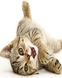 удивительные факты кошки удивительные факты кошки