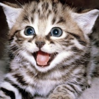 интересные факты о кошках непознанное интересные факты о кошках непознанное