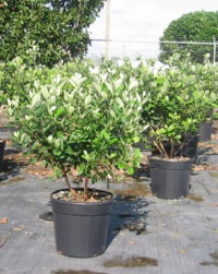 как посадить фейхоа как посадить фейхоа