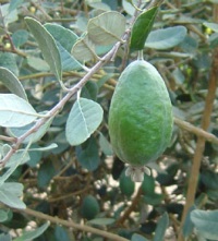 как ухаживать за деревом фейхоа как ухаживать за деревом фейхоа