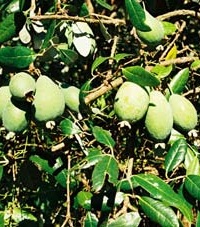 как обрезать фейхоа как обрезать фейхоа