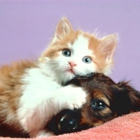 лечение домашнего любимца натуральными средствами лечение домашнего любимца натуральными средствами